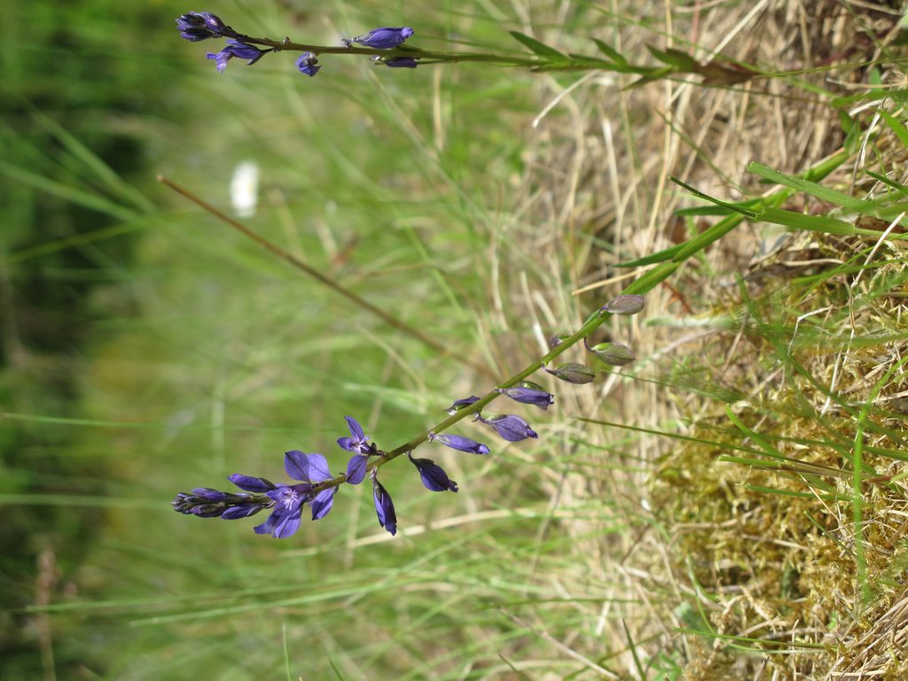 Polygala vulgaris